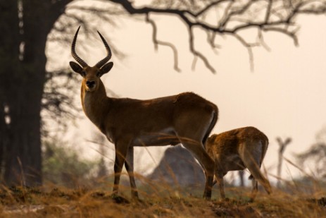 Antilopen in Mudumu NP