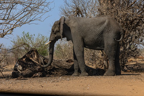 Elefant betrauert Artgenossen im Chobe Nationalpark