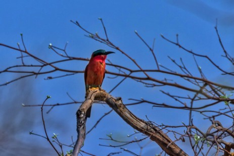Vogel im Bwawata Nationalpark