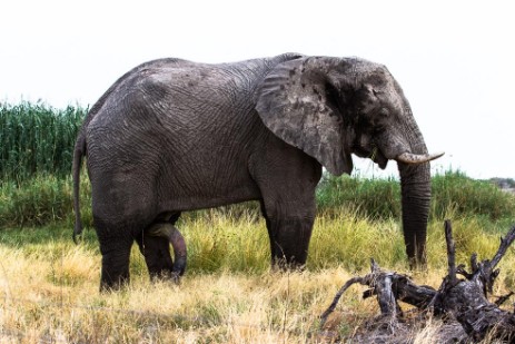 Elefantenbulle am Namutoni Camp im Etosha NP