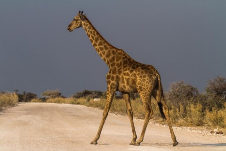 Giraffe überquert Piste im Etosha NP