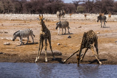 Zebras und Giraffen am Wasserloch Chudop im Etosha NP