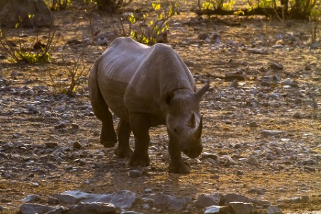 Rhino am Wasserloch in Etosha NP