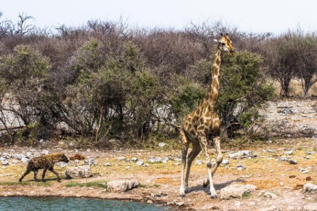 Hyäne und Giraffe an Wasserloch im Etosha NP