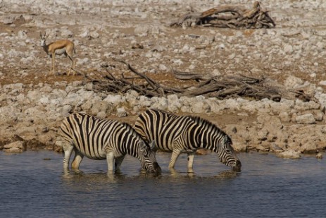 Zebras in Wasserloch im Etosha NP