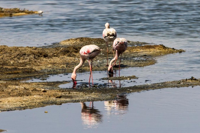 Flamingos bei Swakopmund