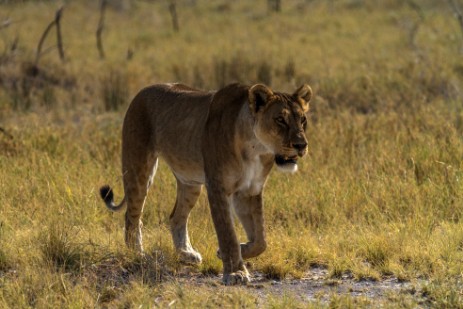 Löwe auf Weg zur Piste in Namutoni