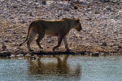 Löwe am Wasserloch Olifantsbad im Etosha NP