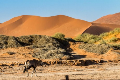 Oryx bei Sossusvlei im Namib Naukluft NP