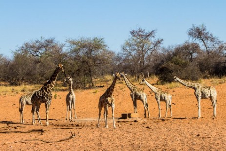 Giraffen im Waterberg Plateau Park