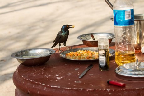 Glanzstar auf Tisch in Halali Camp