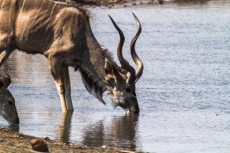 Kudu trinkt am Wasserloch