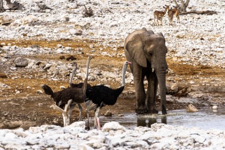 Strauße und Elefanten an Wasserloch Olifantsbad im Etosha NP