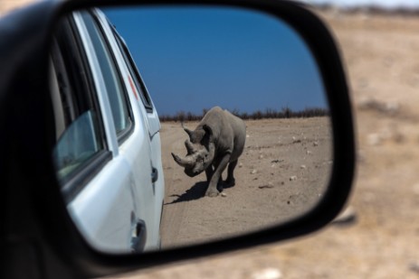 Rhino hinter Auto in Etosha West