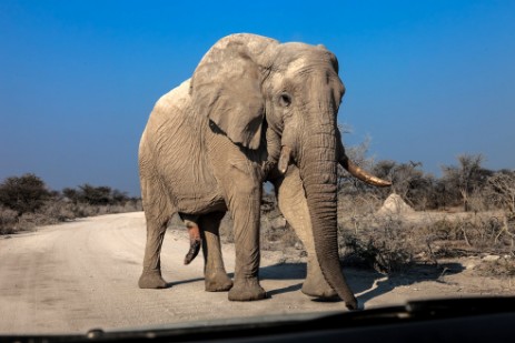 Elefant auf Piste im Etosha Nationalpark