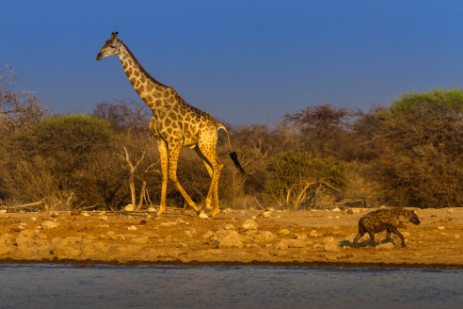 Giraffe und Hyäne am Wasserloch Klein Namutoni