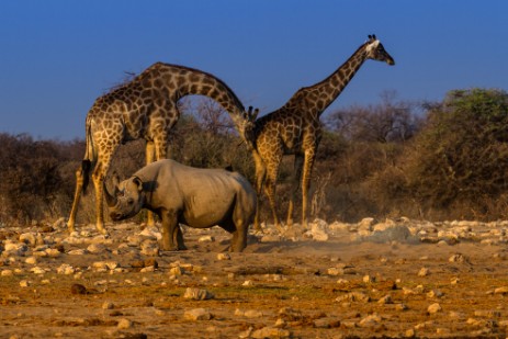 Giraffen und Rhino am Wasserloch im Etosha NP