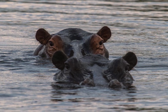 Hippo im Kwando