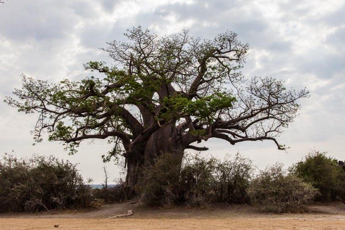 Baobab im Mahango NP 