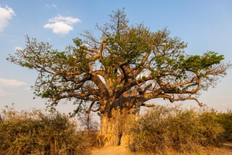 Baobab im Mahango NP 