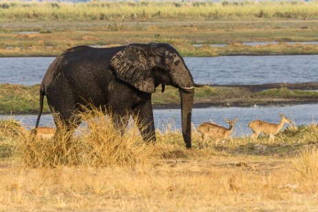 lefant und Antilopen am Fluß im Mahango NP