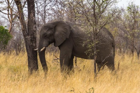 Elefant im Mahango NP 