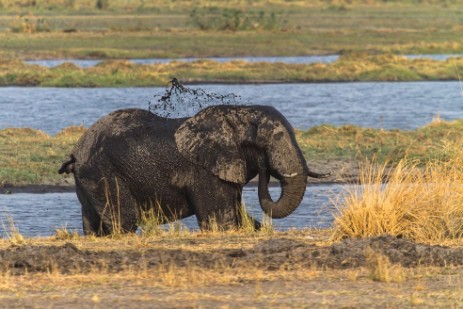 Elefant im Fluss im Mahango NP 