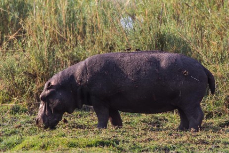 Hippo an Land im Mahango NP 