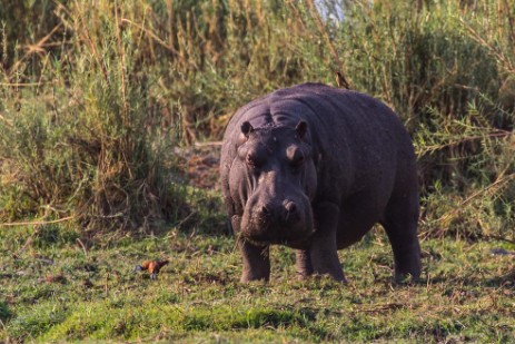 Hippo an Land im Mahango NP