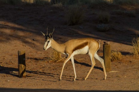 Antilope am Sesriem Campsite