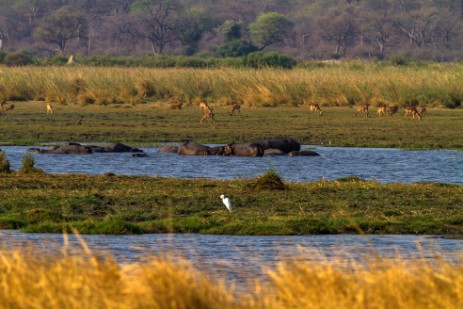 Hippos im Mahango NP