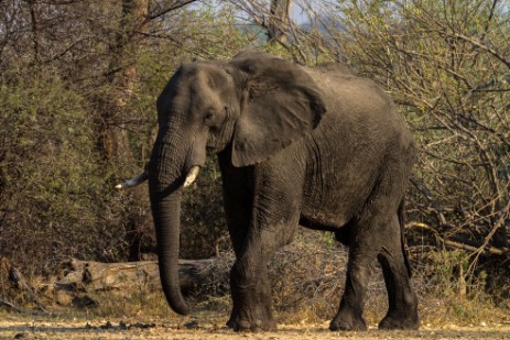Elefant im Mahango NP