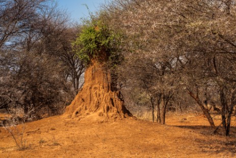 Termitenhügel im Mahango NP