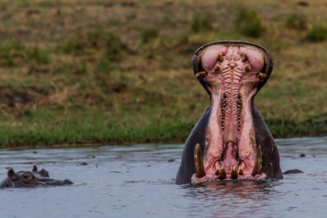 Hippo mit offenem Maul im Chobe