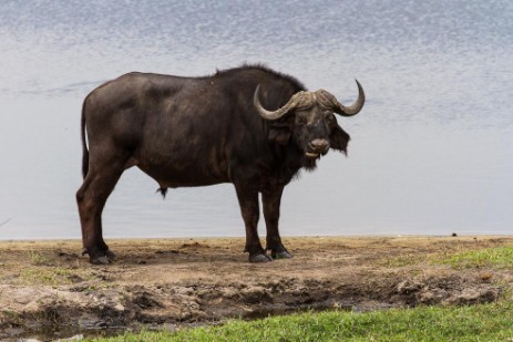 Büffel im Chobe Nationalpark