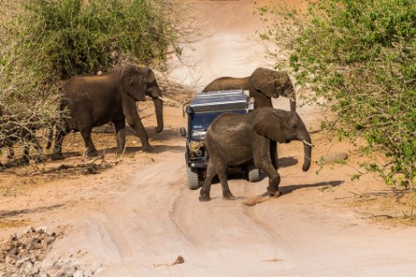 Elefanten auf Piste vor Fahrzeug