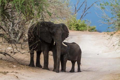 Elefant bei Säugen auf Piste in Chobe Nationalpark