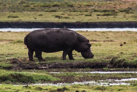 Hippo an Land im Chobe NP