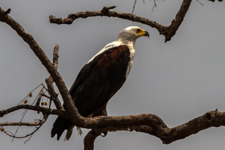 Adler im Chobe Nationalpark