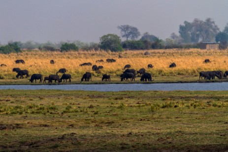Büffelherde im Chobe Nationalpark