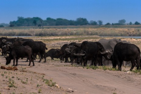 Büffelherde überquert Piste im Chobe NP