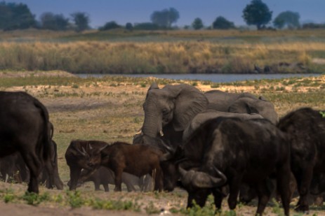 Büffelherde und Elefant auf Piste im Chobe Nationalpark