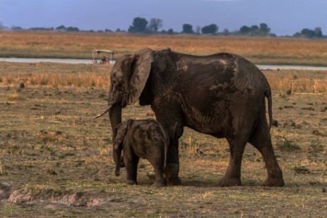 Elefant mit Jungtier im Chobe Nationalpark