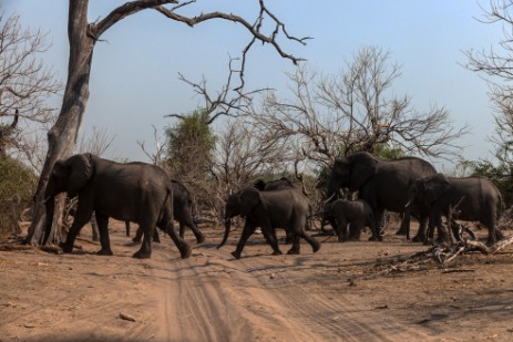 Elefanten auf Piste im Chobe Nationalpark