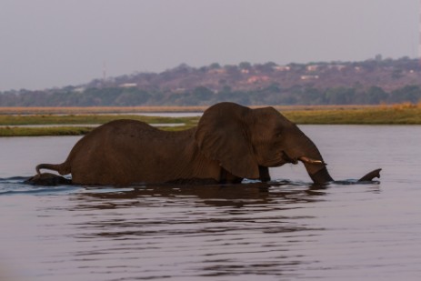Elefanten schwimmen durch Chobe