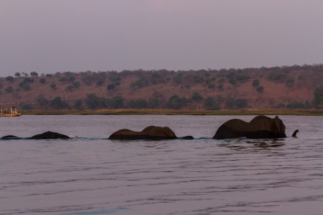 Elefanten schwimmen durch Chobe