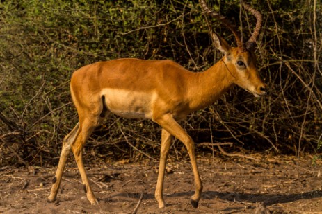 Antilope im Chobe Nationalpark
