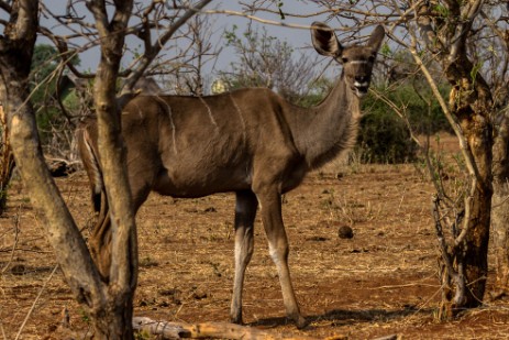 Kudu im Chobe Nationalpark