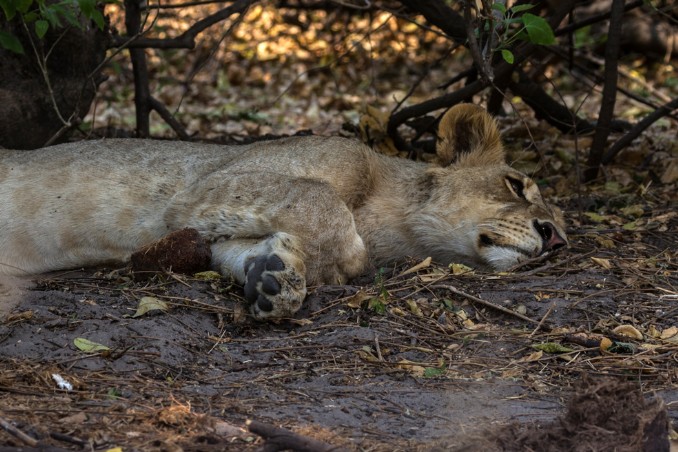 Löwe im Chobe Nationalpark