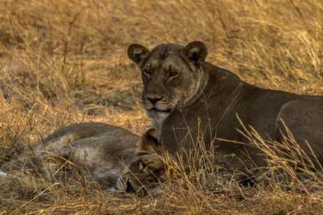 Löwen im Chobe NP